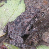 Cane Toad (juvenile)
