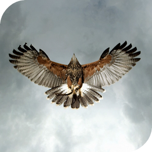 Eagle Live Wallpaper.apk 2.0