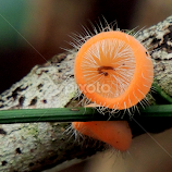 Spiny Cup  by Yusop Sulaiman -  