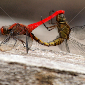 Love is in the air by Ndang Chun - Animals Insects & Spiders