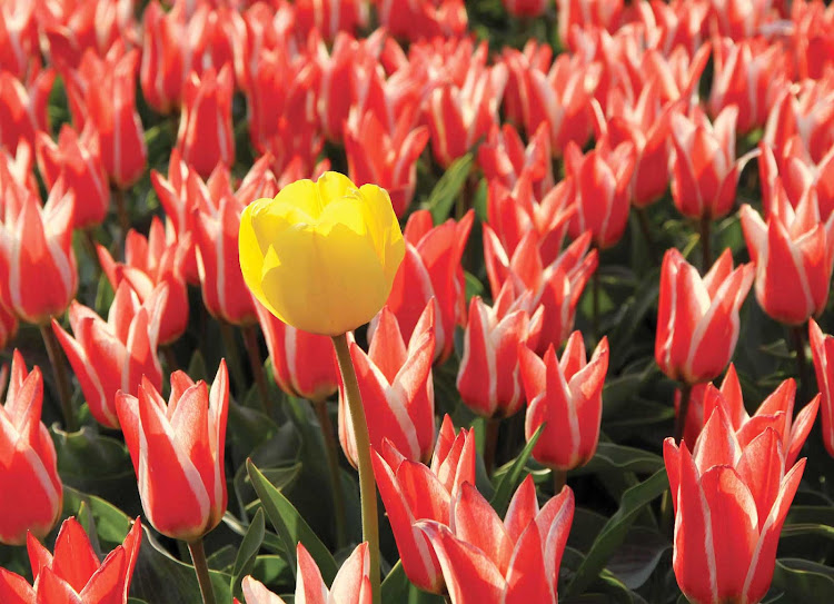 Tulips in the Beemster Polder, just north of Amsterdam in the Netherlands.