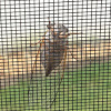 Salt Marsh Cicada