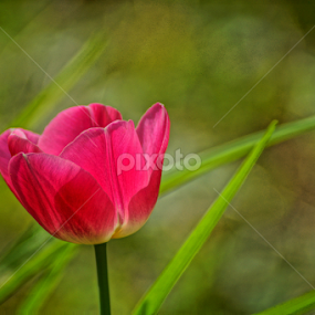 Tulip by Zlatko Ivancok - Flowers Flower Gardens