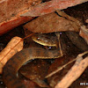 Freshwater Snake (Keelback Snake)