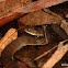 Freshwater Snake (Keelback Snake)