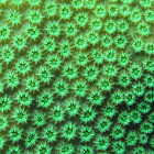 Six-Rays Star Coral