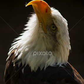 Profile of a Bald Eagle by Nikki Wilson - Animals Birds