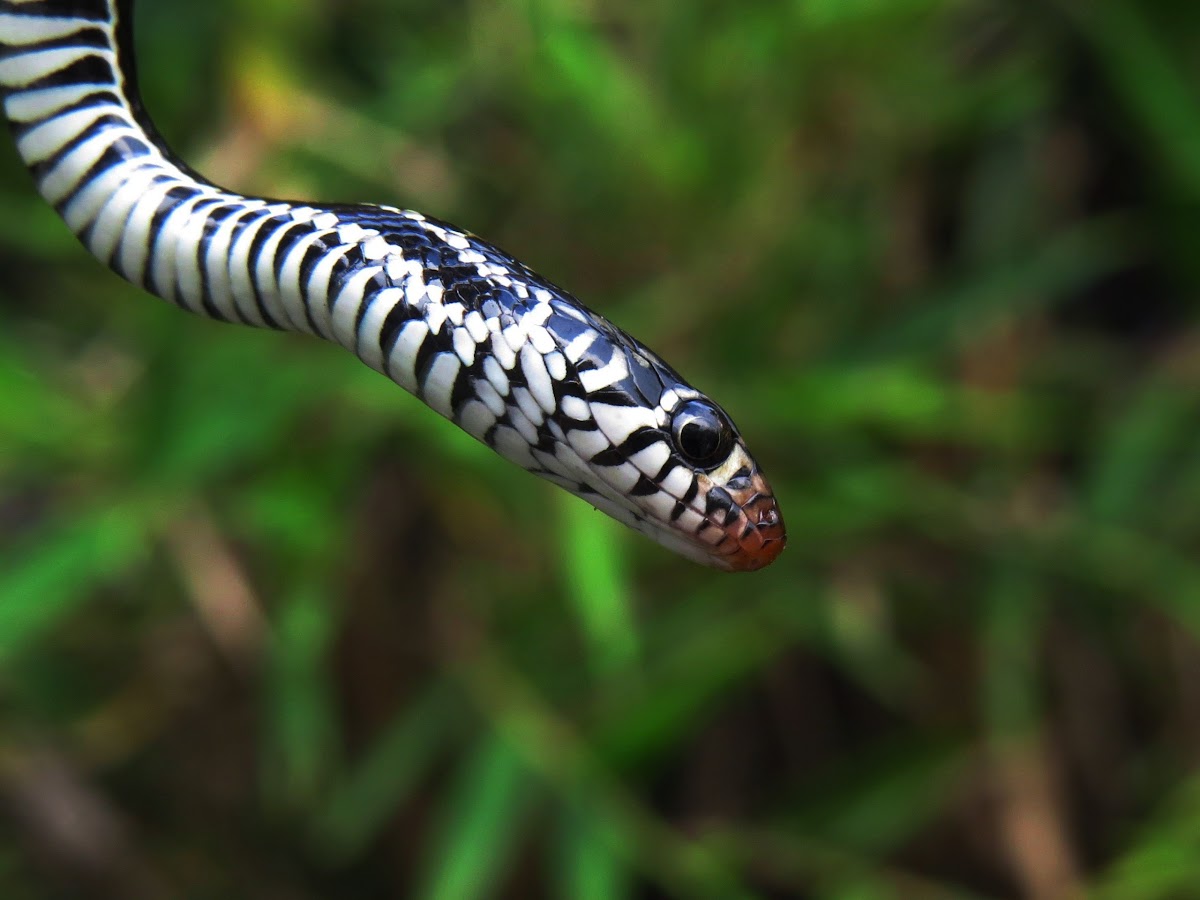 Striped Keelback