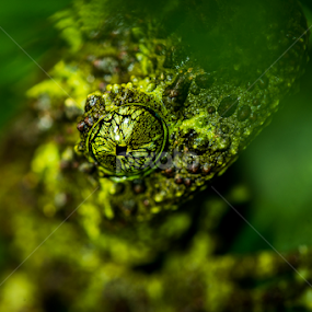 Vietnamese Mossy Frog (Theloderma corticale) by Scott Trageser - Animals Amphibians