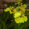 Kandyan dancer flower