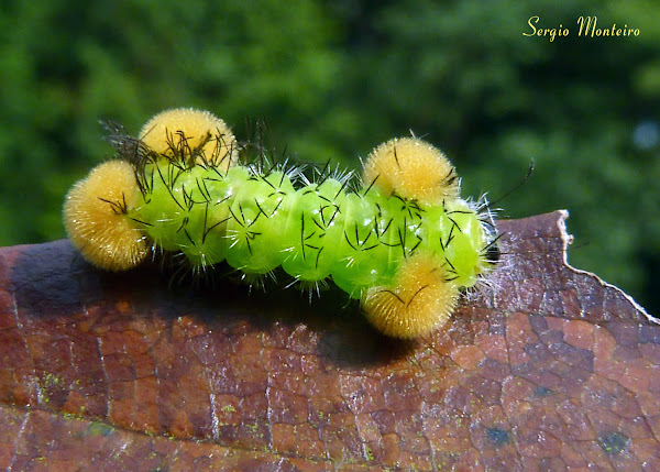 Wasp moth caterpillar | Project Noah