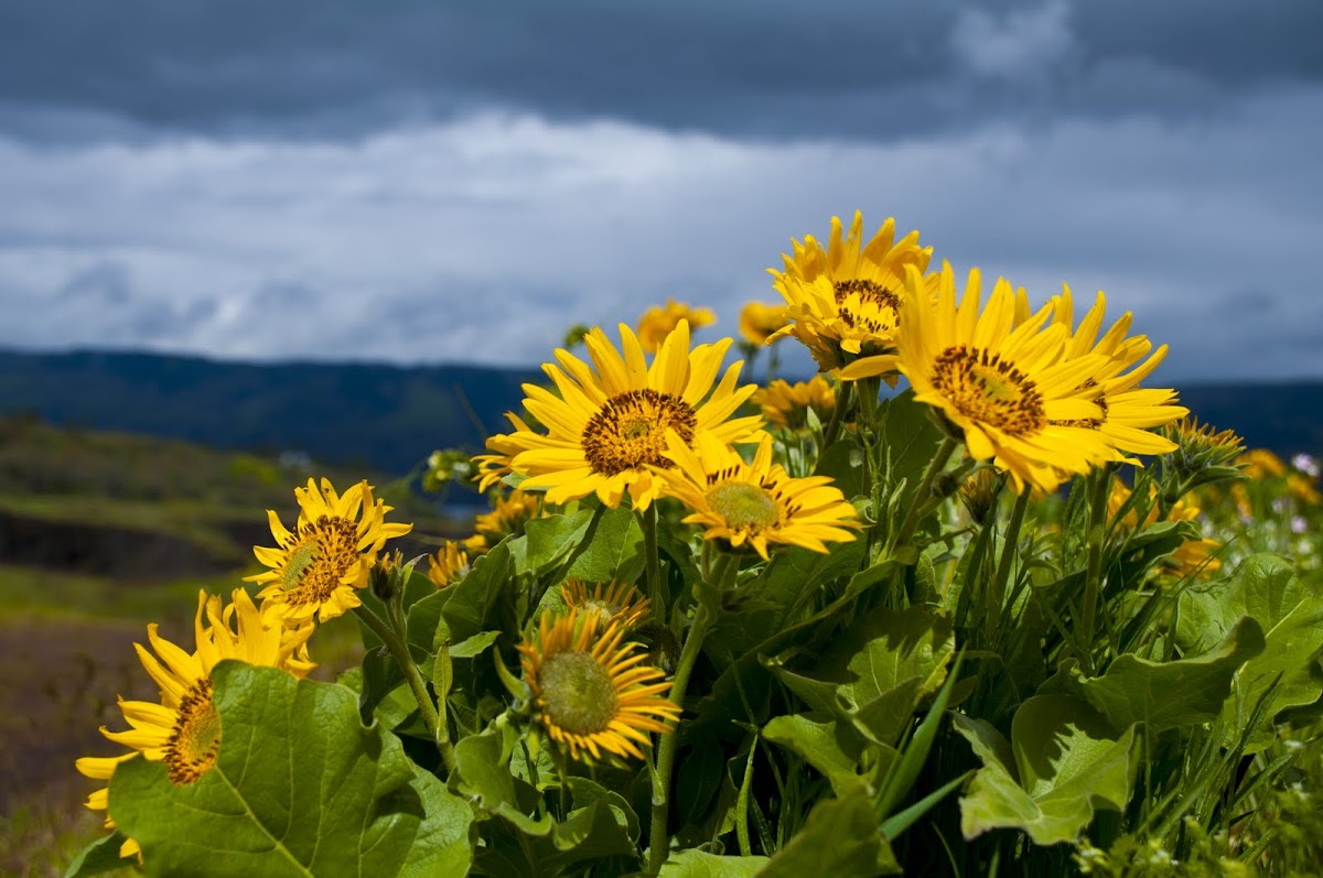 Carey's balsamroot