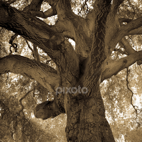 The Mighty Oak Tree by Leah N - Nature Up Close Trees & Bushes