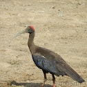 black ibis