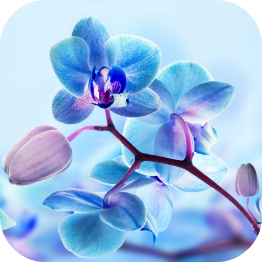 Orchid Live Wallpaper LOGO-APP點子