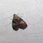 Maple Webworm Moth