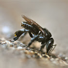 Stingless Bee