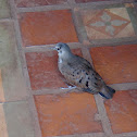 Ruddy Ground Dove (Rolinha-roxa)