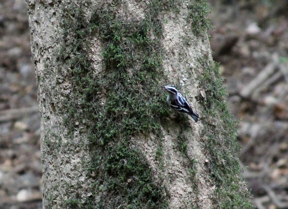 Black and White Warbler