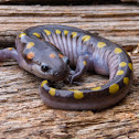 Spotted salamander (male)