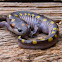 Spotted salamander (male)