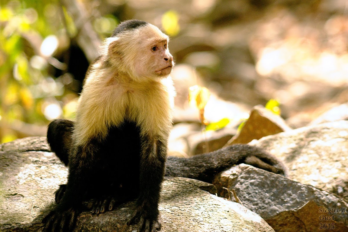 White-faced Monkeys