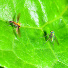 Long legged green fly
