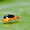 Black Flea Beetle