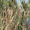 Cattails