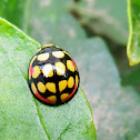 Sulfurous Ladybug