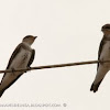 Brown-chested martin