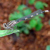 American Bluet