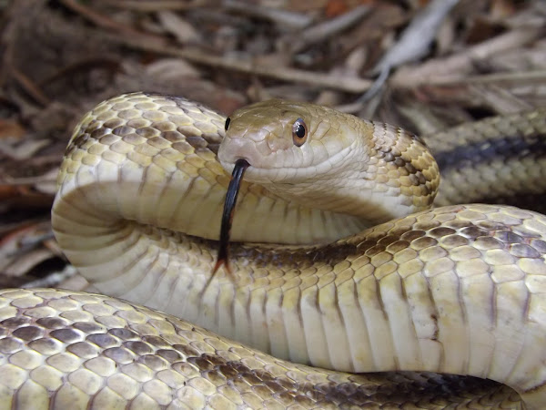 Yellow Rat Snake | Project Noah