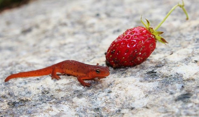 Red-spotted newt (terrestrial juvenile stage)