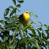 Yellowhammer