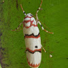 Red-striped Tiger Moth