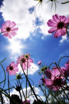 春の花のテーマの壁紙 Androidアプリ Applion