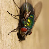 Common Green Bottle Fly