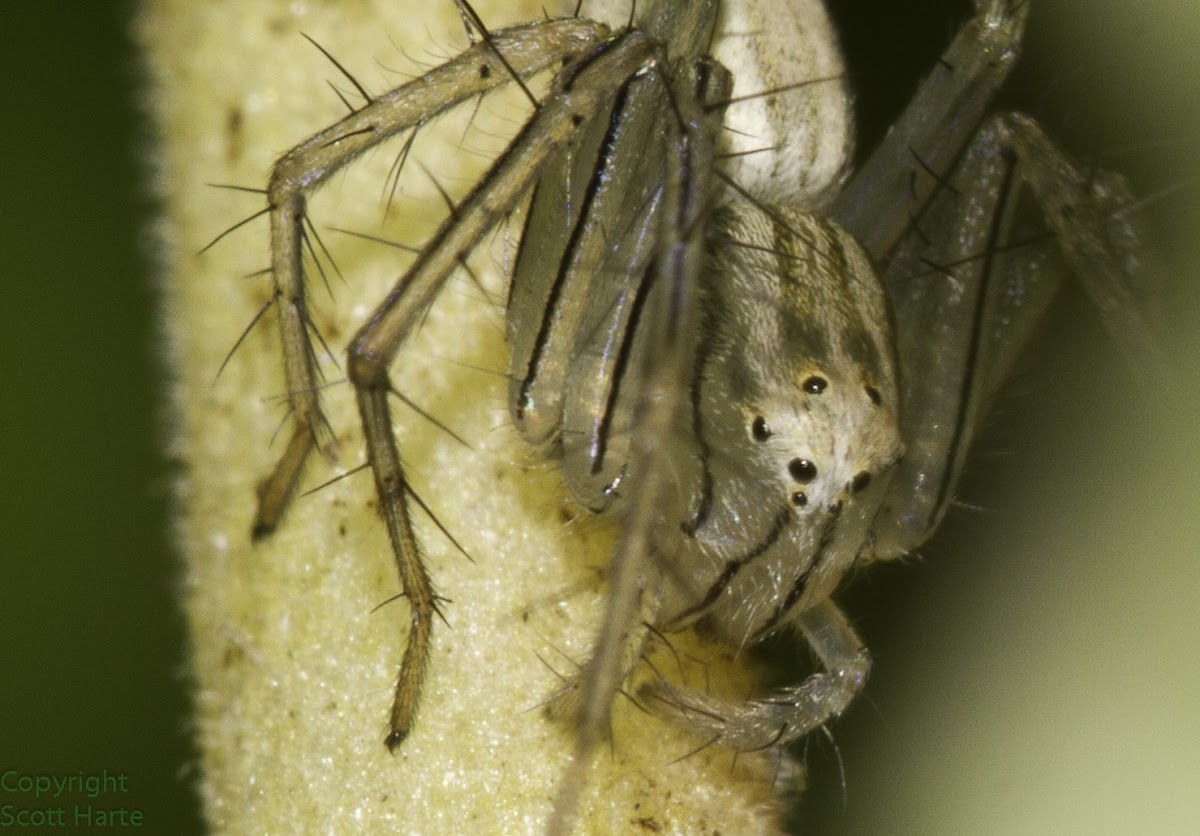 Papuan Lynx spider