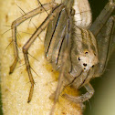 Papuan Lynx spider