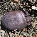 Gopher tortoise