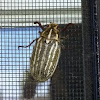 Ten-lined June beetle