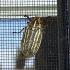 Ten-lined June beetle