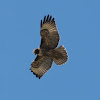 Red Tailed Hawk - dark morph