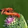 Common Red Soldier Beetle