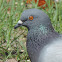 Rock Pigeon, Rock Dove