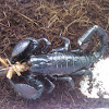 Emperor scorpion