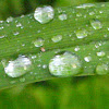 Raindrops on Daylily Leaf