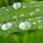 Raindrops on Daylily Leaf