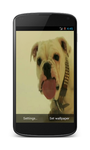 Dog licking screen HD LWP